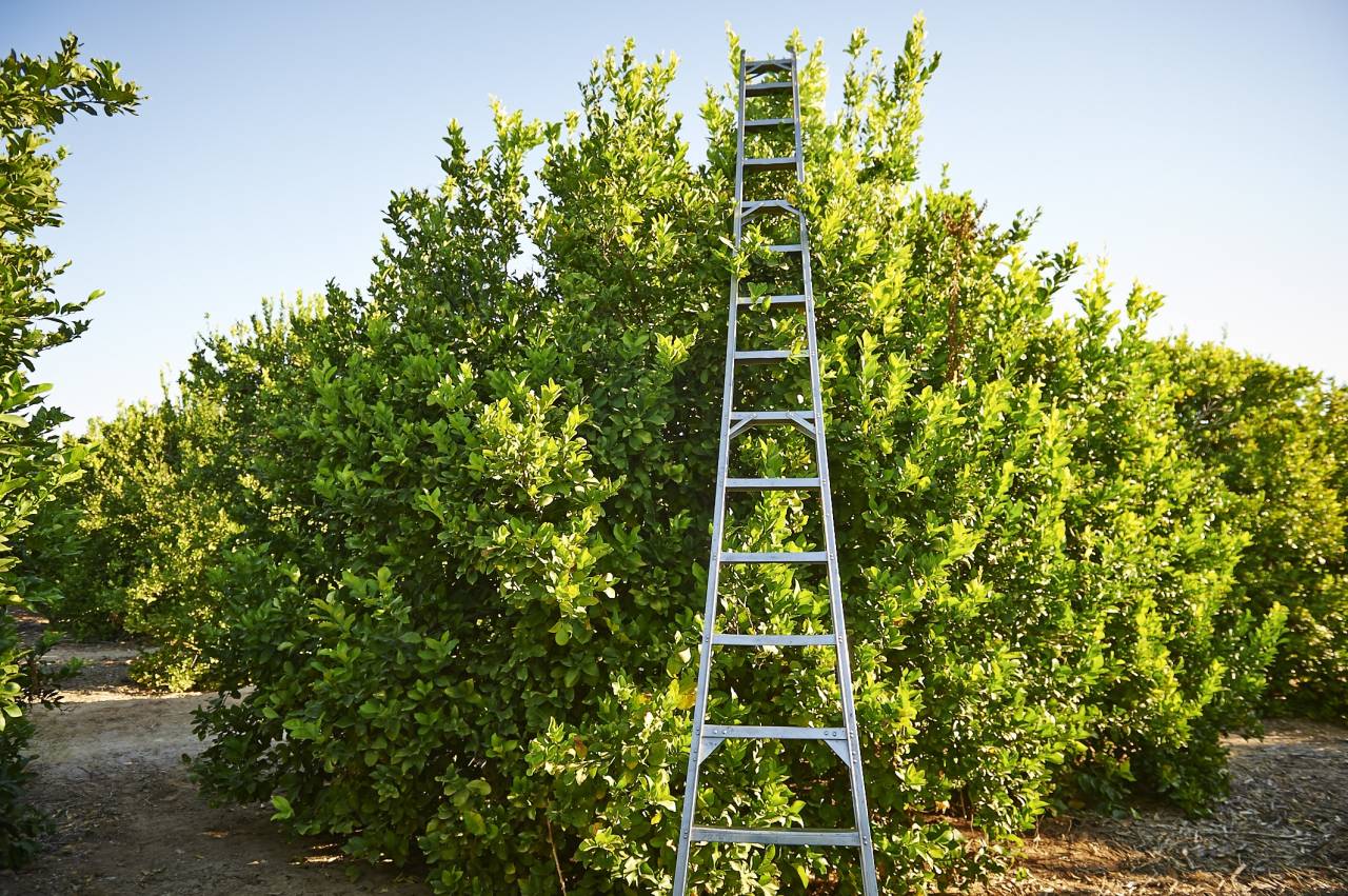 SUNKIST_CURTIS_FARMS_0016 Sunkist Family Stories